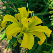  Banana Dancer Daylily